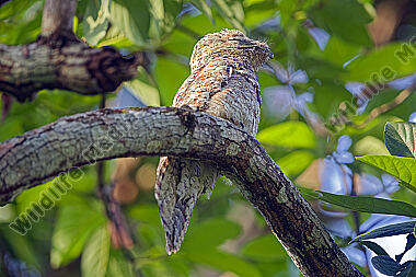 Riesentagschläfer