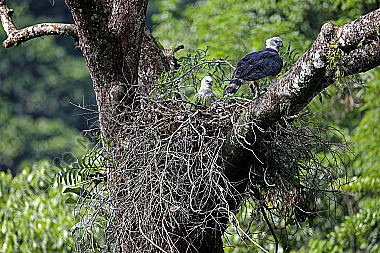 Harpyie Weibchen mit Jungvogel