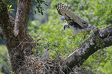 Harpyie Weibchen mit Jungvogel