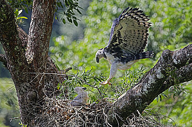 Harpyie Weibchen mit Jungvogel