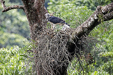 Harpyie Weibchen mit Jungvogel