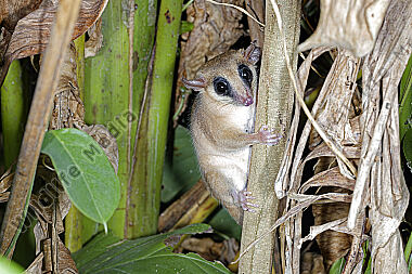 Robinsons Zwergbeutelratte