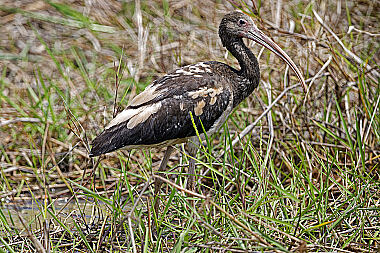 Scharlachsichler Jungvogel