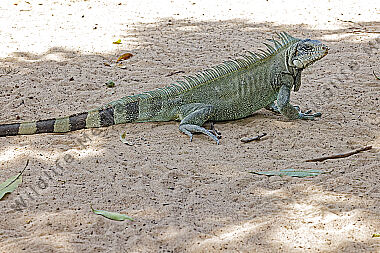Grüner Leguan