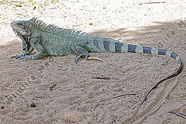 Grüner Leguan