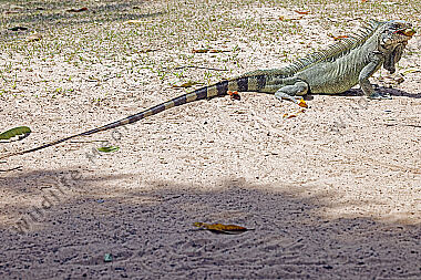 Grüner Leguan