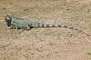 Grüner Leguan