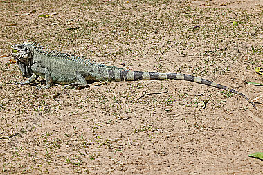 Grüner Leguan