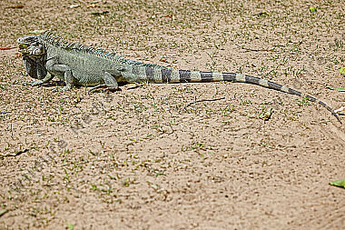 Grüner Leguan