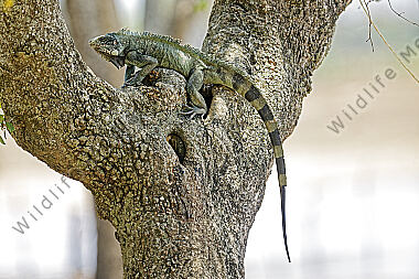 Grüner Leguan