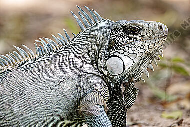 Grüner Leguan