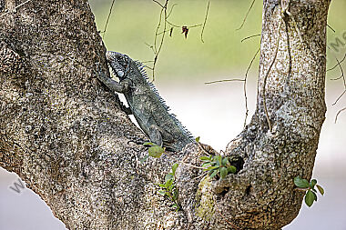 Grüner Leguan