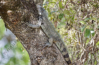 Grüner Leguan