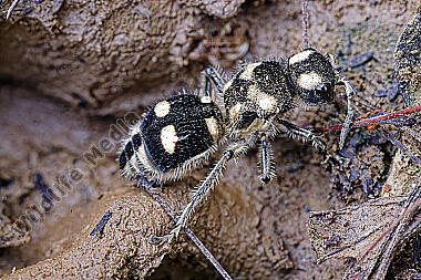 Ameisenwespe Hoplomutilla insignis