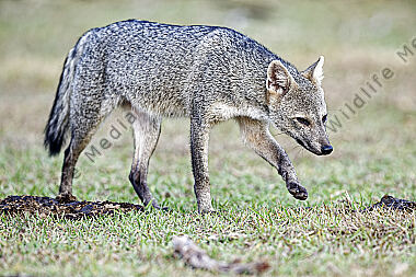 Krabbenfuchs