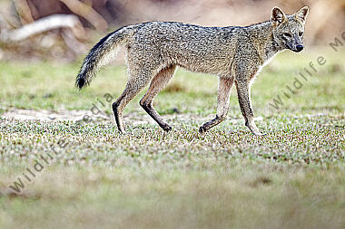 Krabbenfuchs