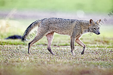 Krabbenfuchs