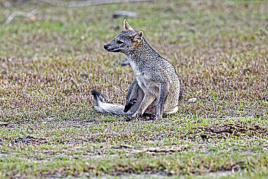 Krabbenfuchs