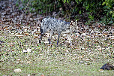 Krabbenfuchs