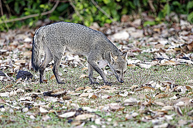 Krabbenfuchs