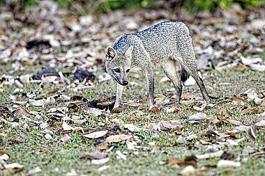 Krabbenfuchs