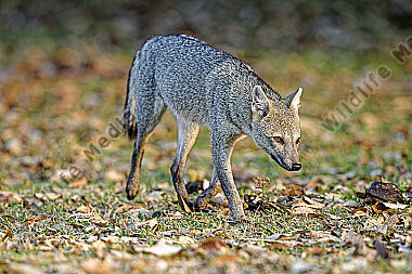 Krabbenfuchs