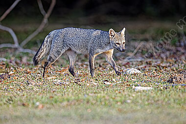Krabbenfuchs