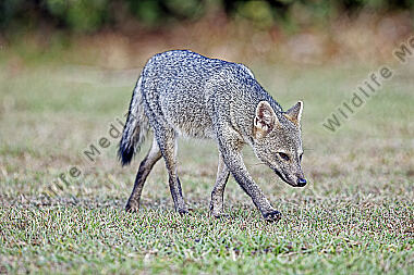Krabbenfuchs