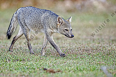 Krabbenfuchs