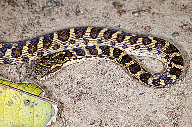 Schlange Leptodeira ashmeadii