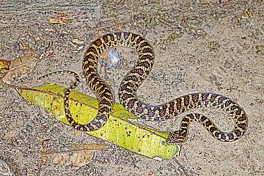 Schlange Leptodeira ashmeadii