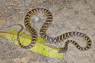 Schlange Leptodeira ashmeadii