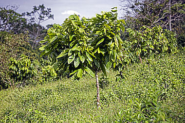 Kakaobaum