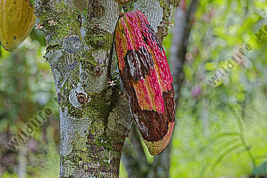 Kakaofrucht