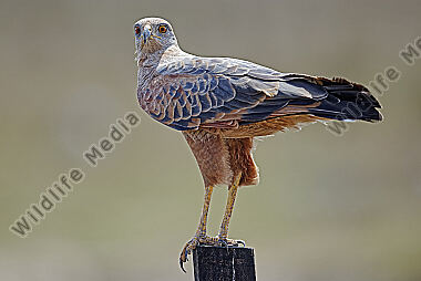 Savannenbussard