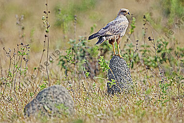 Savannenbussard