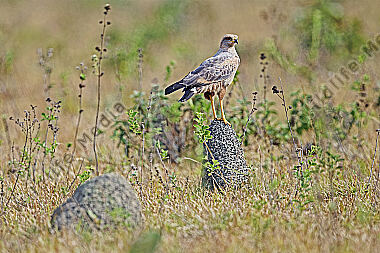 Savannenbussard