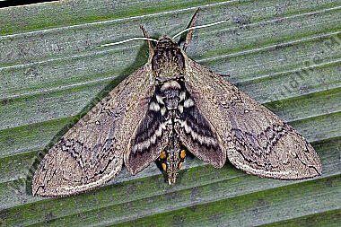 Schwärmer Manduca hannibal