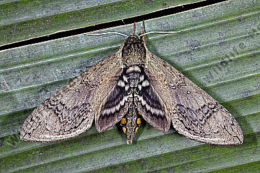 Schwärmer Manduca hannibal