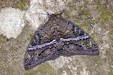 Schwarze Hexe
