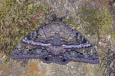 Schwarze Hexe