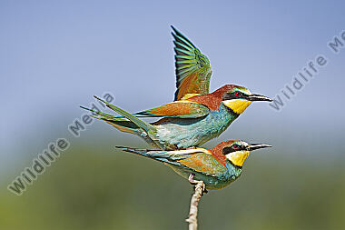 Bienenfresser Paarung
