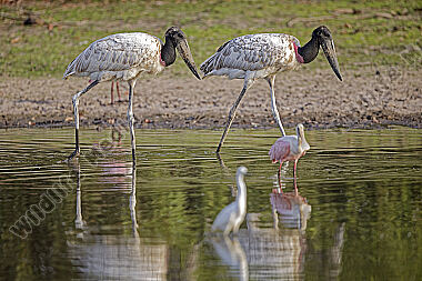 Jabiru