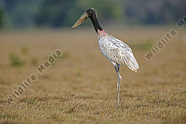 Jabiru