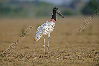 Jabiru