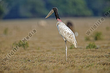 Jabiru