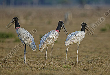 Jabiru