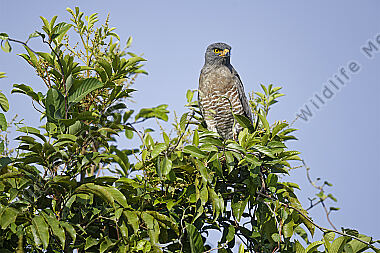 Wegebussard