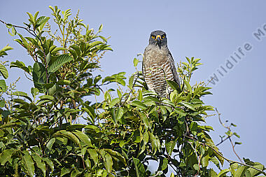 Wegebussard