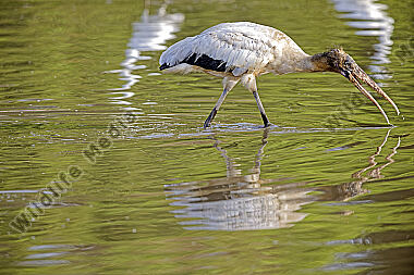 Waldstorch